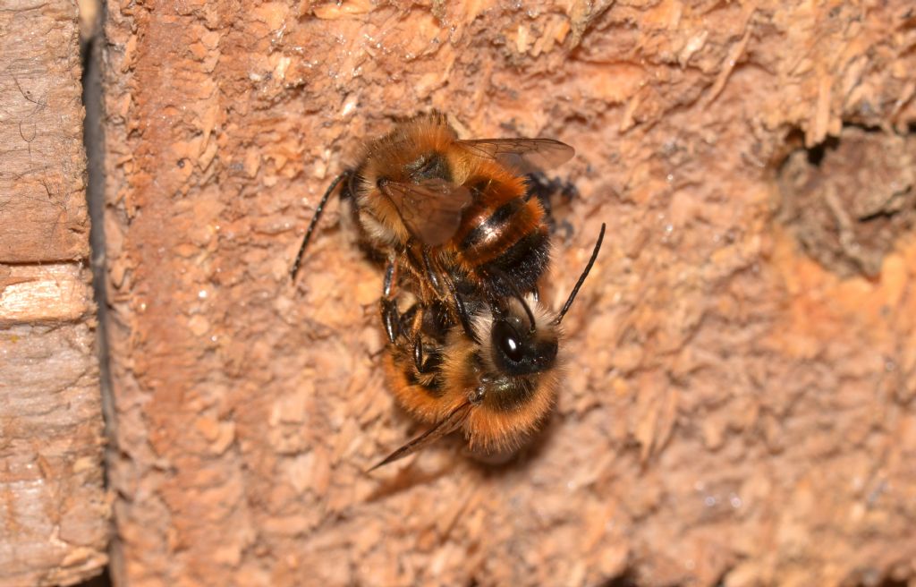 Apidae: cfr. Eucera sp.